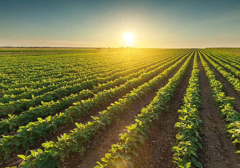 Lavoura de soja