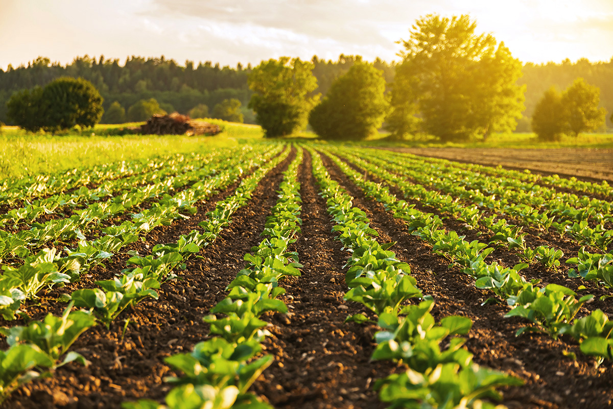 Young cabbage sprouts on the field in rows.