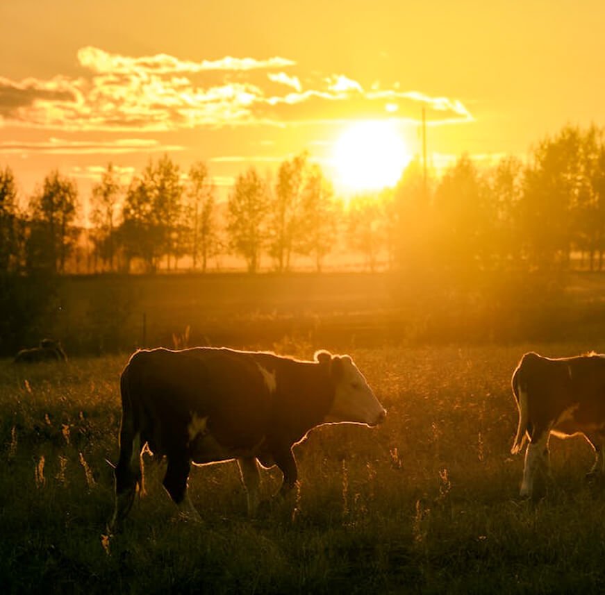 Sustentabilidade gado
